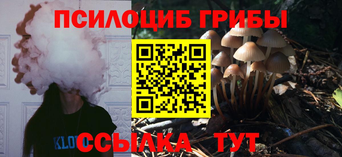 Псилоцибиновые грибы Psilocybe Урус-Мартан